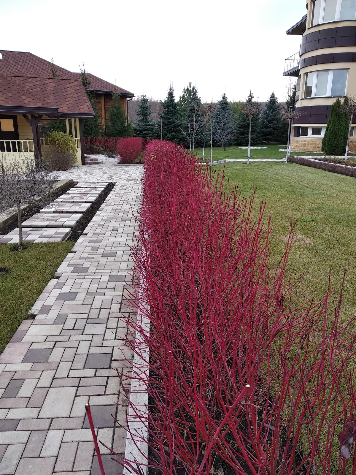 Nine Years of a Garden, Akmanai — The dogwood hedge with its red stems beside the main path