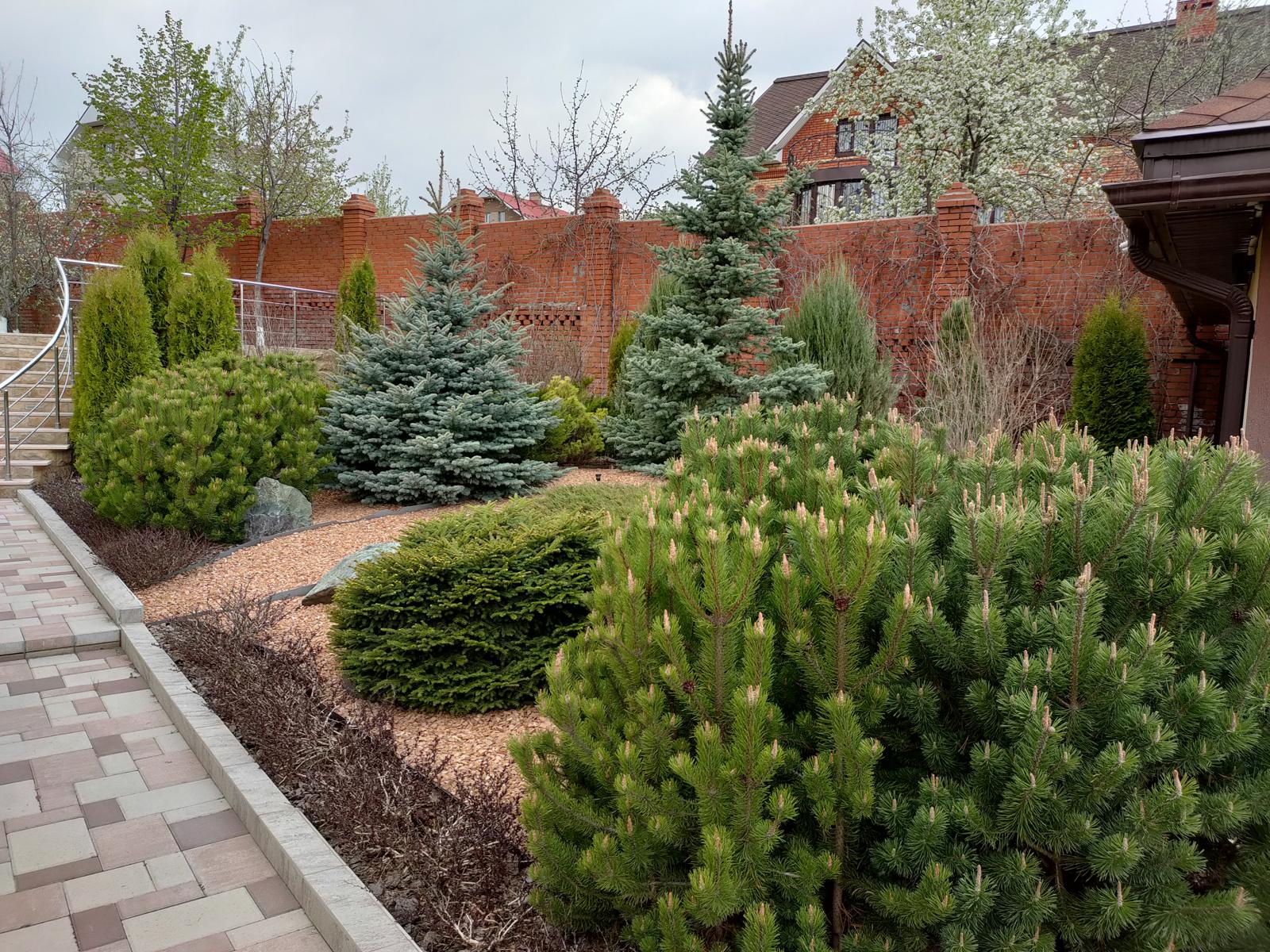 Nine Years of a Garden, Akmanai — Pines and spruces on mulch by the terrace