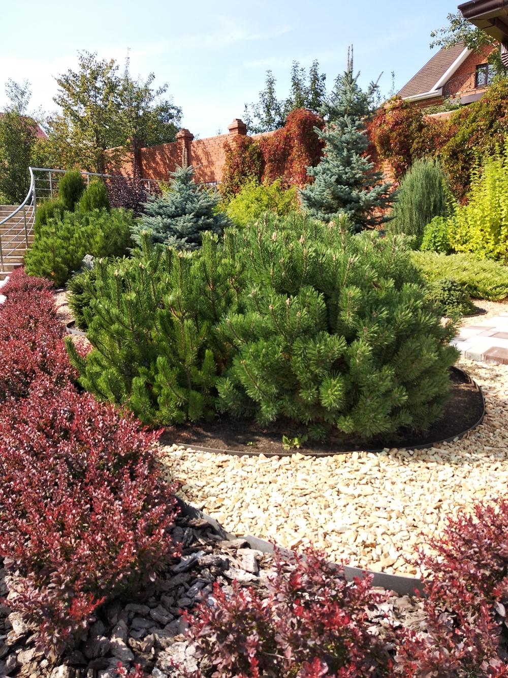 Nine Years of a Garden, Akmanai — Pine and barberry on gravel