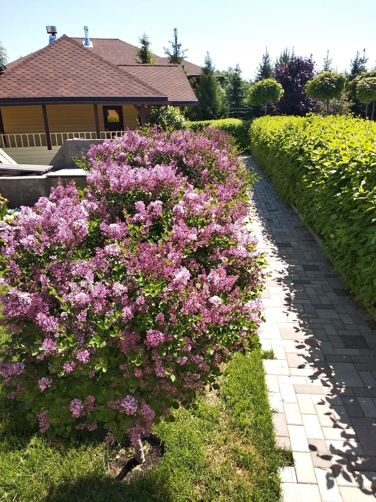Nine Years of a Garden, Akmanai — Lilac by the path to the pavilion