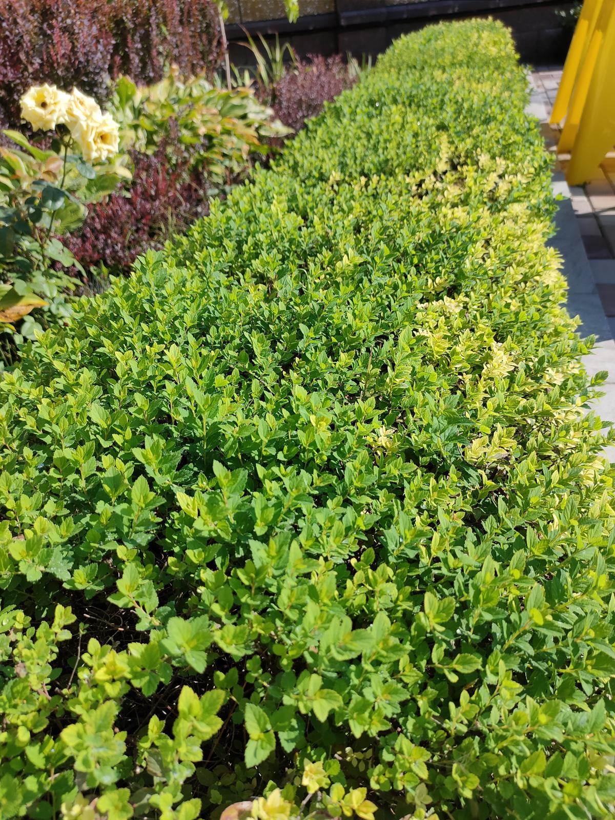 Nine Years of a Garden, Akmanai — Clipped shrubs after the spring cut