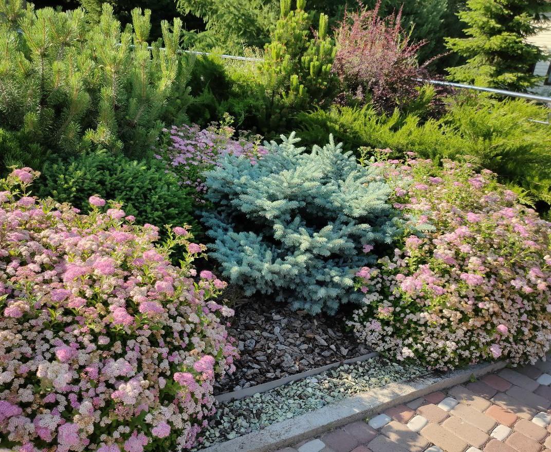 A Garden of Scents, Akmanai — Flowering shrubs and a blue spruce in the mixed border