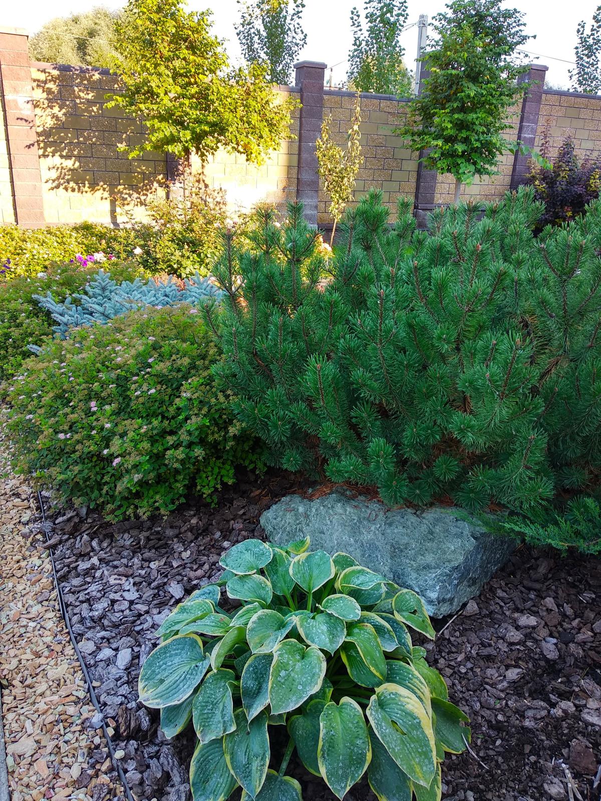 A Garden of Scents, Akmanai — Pine and hostas on the gravel