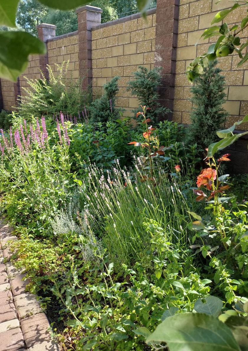 A Garden of Scents, Akmanai — Herbs and perennials against the stone wall