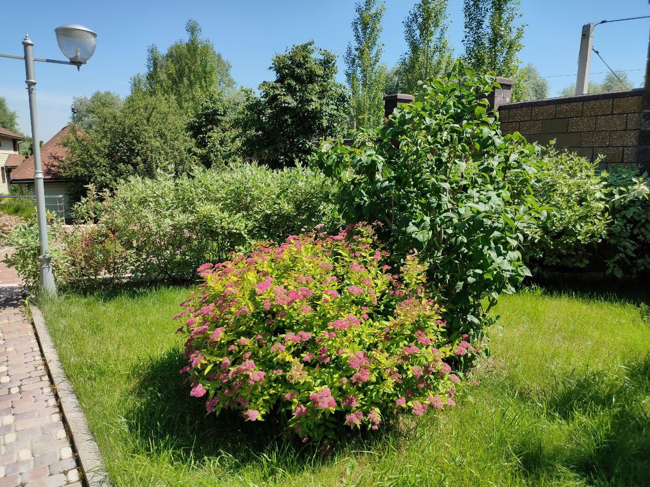 A Garden of Scents, Akmanai — A flowering shrub on the lawn