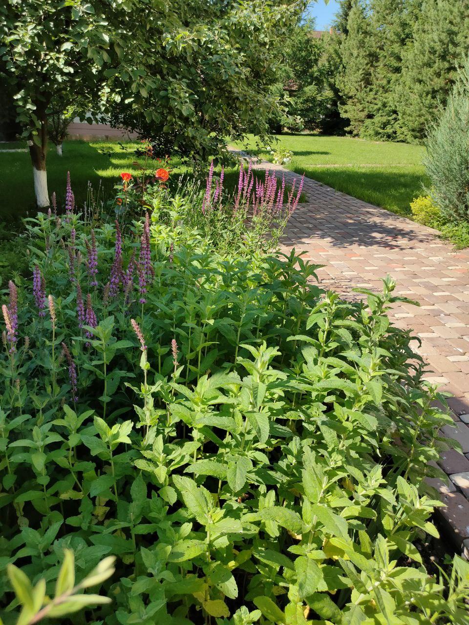A Garden of Scents, Akmanai — Perennials and herbs by the path down to the lawn