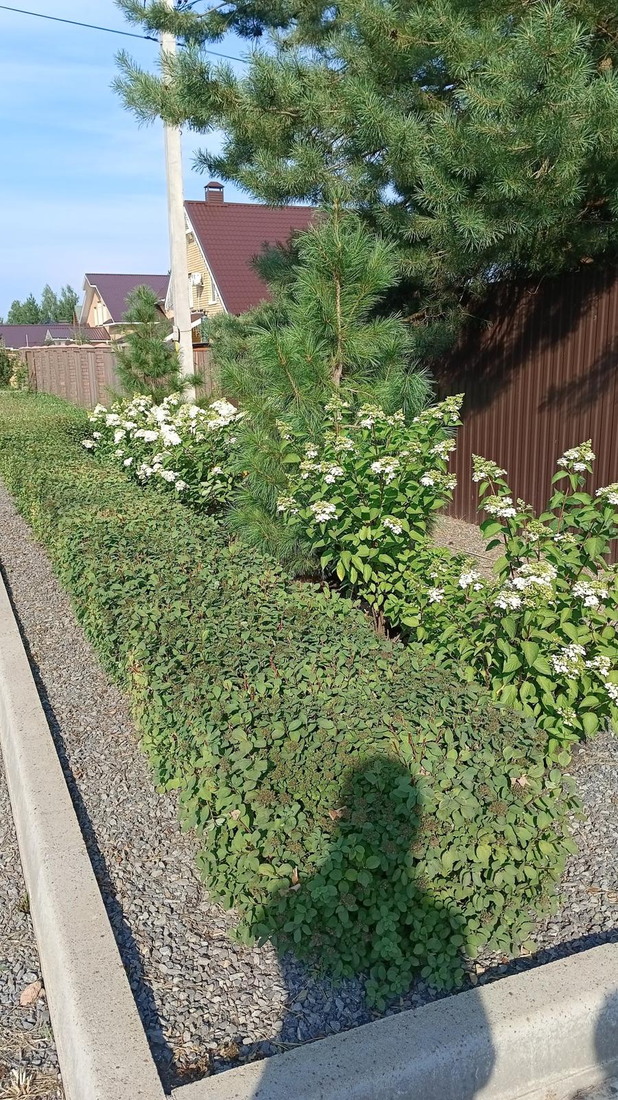 A Quiet Garden on 700 m², Shmidtovo — The hedge that screens the neighbours