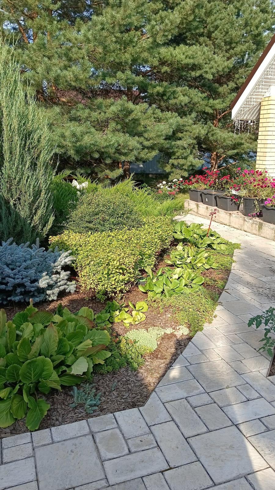 A Quiet Garden on 700 m², Shmidtovo — Conifers and hostas along the paving