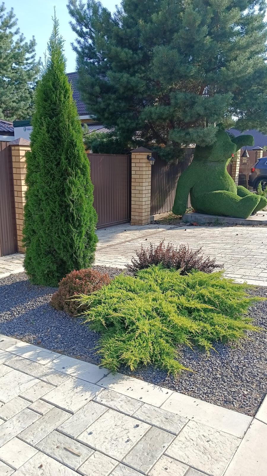 A Quiet Garden on 700 m², Shmidtovo — A clipped juniper at the corner of the drive