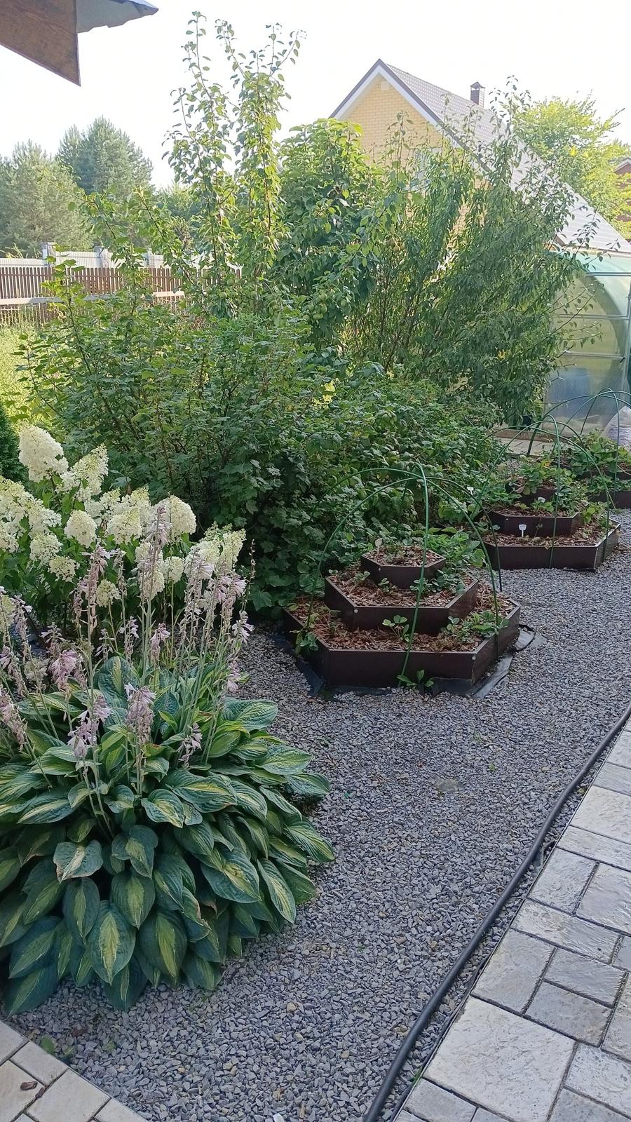 A Quiet Garden on 700 m², Shmidtovo — The kitchen garden along the fence